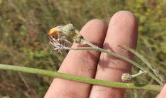 Pilosella echioides