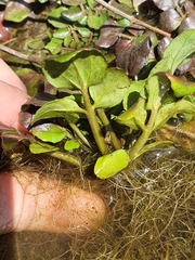 Nasturtium officinale