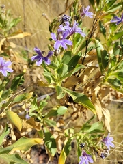 Scaevola