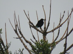 Ptiloris paradiseus
