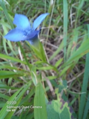 Gentianopsis ciliata