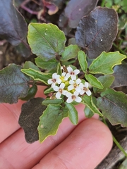 Nasturtium officinale