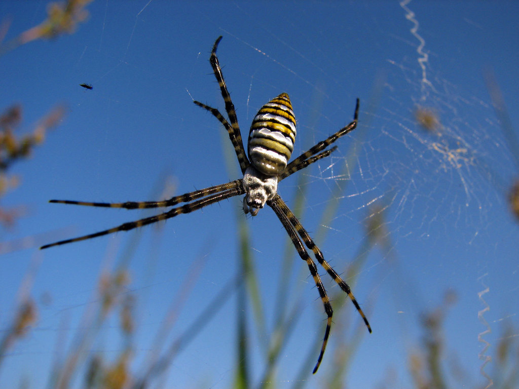 Banded Garden Spider A guide to the non-insect Ecdysozoans