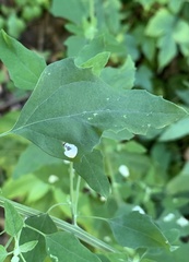 Chrysoesthia sexguttella