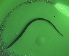 Nerophis lumbriciformis