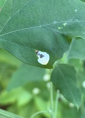 Chrysoesthia sexguttella