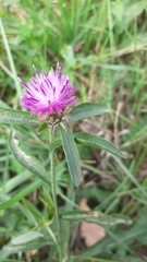 Centaurea nigra