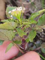 Nasturtium officinale