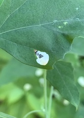 Chrysoesthia sexguttella