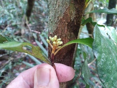 Pittosporaceae