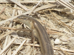 Heremites vittatus