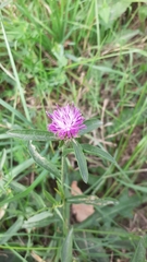 Centaurea nigra