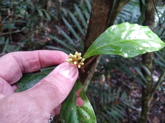 Pittosporaceae