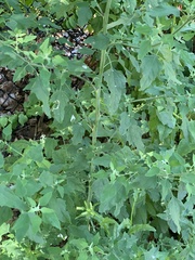 Chrysoesthia sexguttella