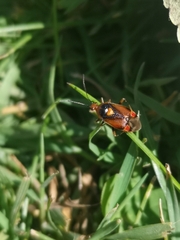 Deraeocoris ruber