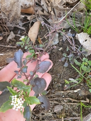 Nasturtium officinale