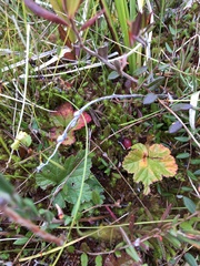 Rubus chamaemorus