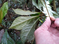 Pittosporaceae
