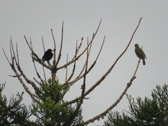 Ptilonorhynchus violaceus