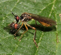 Dioctria linearis