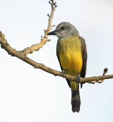 Tyrannus melancholicus