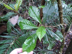 Pittosporaceae
