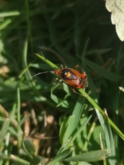 Deraeocoris ruber