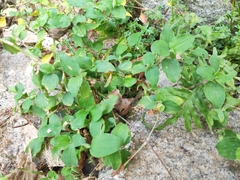 Commelina benghalensis