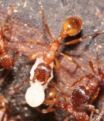 Myrmica rubra