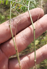 Astragalus austriacus