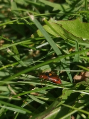 Deraeocoris ruber