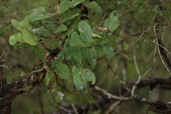 Angophora subvelutina