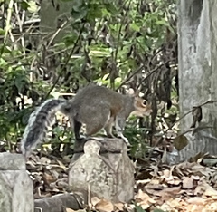 Sciurus carolinensis