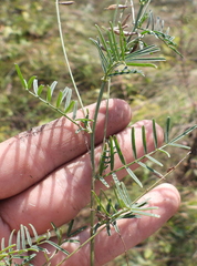 Astragalus austriacus