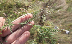 Astragalus austriacus