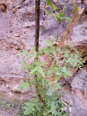 Lygodium microphyllum