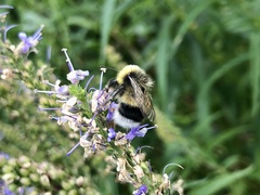 Bombus sporadicus