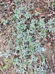 Cerastium tomentosum