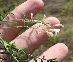 Astragalus austriacus
