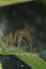 Allagelena gracilens