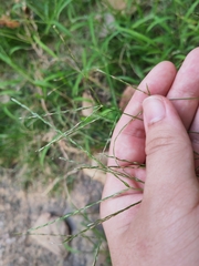 Digitaria radicosa
