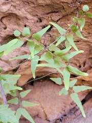 Lygodium microphyllum