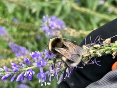 Bombus sporadicus