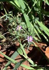 Spergularia rubra