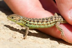 Psammodromus occidentalis