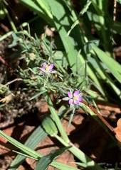 Spergularia rubra