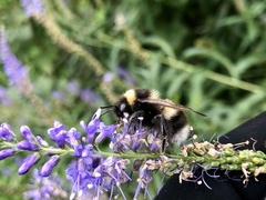 Bombus sporadicus
