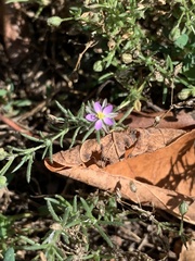 Spergularia rubra