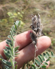 Oxytropis pilosa