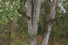 Angophora subvelutina